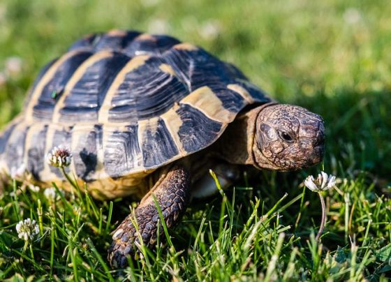 Szökevény teknőst keresnek Debrecenben