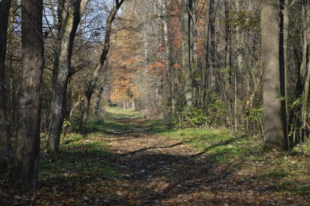 A Debreceni Nagyerdő lett Magyarország legszebb erdeje