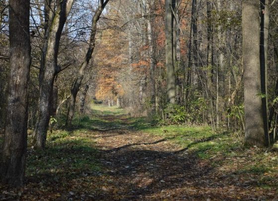 A Debreceni Nagyerdő lett Magyarország legszebb erdeje