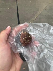 Kutyások figyelem! Valaki szegekkel tömött húsokat dobál el a Tócóskertben