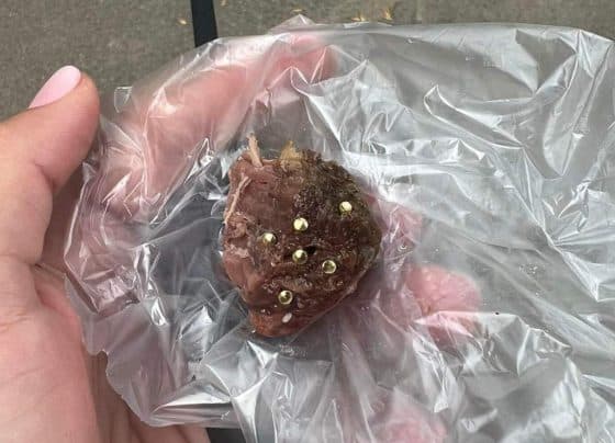 Kutyások figyelem! Valaki szegekkel tömött húsokat dobál el a Tócóskertben
